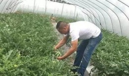 固始网红吃瓜事件来龙去脉,揭秘网络舆论的风云变幻