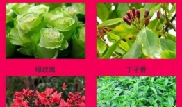 百草在线在线观看,探寻自然之美的视觉盛宴