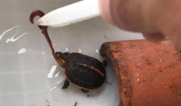 黄缘最新技能爆料,突破极限，战力再升级！