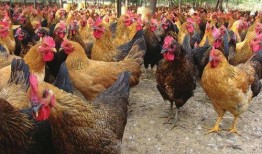 土鸡游戏爆料大全最新,揭秘热门游戏幕后故事与精彩瞬间